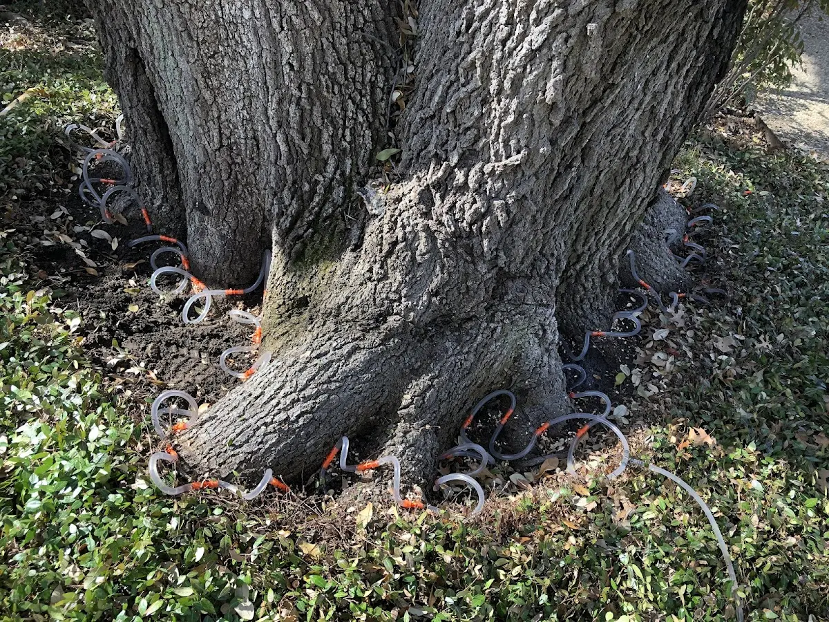 Detailed Tree Cabling and Bracing job site in Crowley