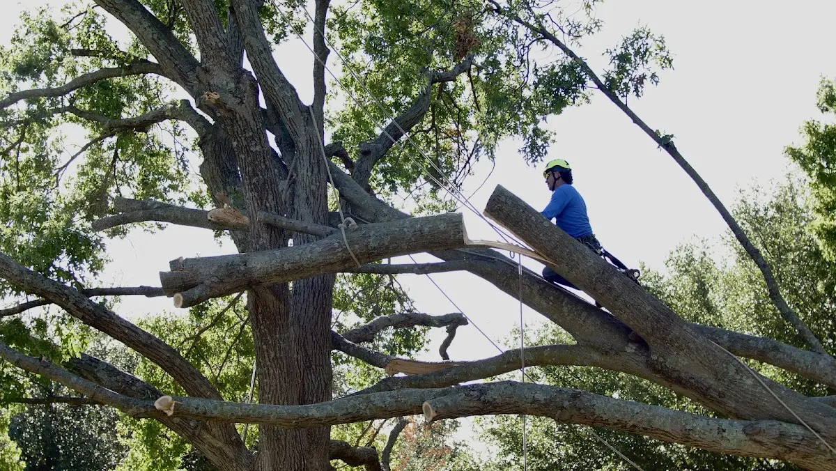 Professional Hazardous Tree Removal performed by certified arborists in Crowley