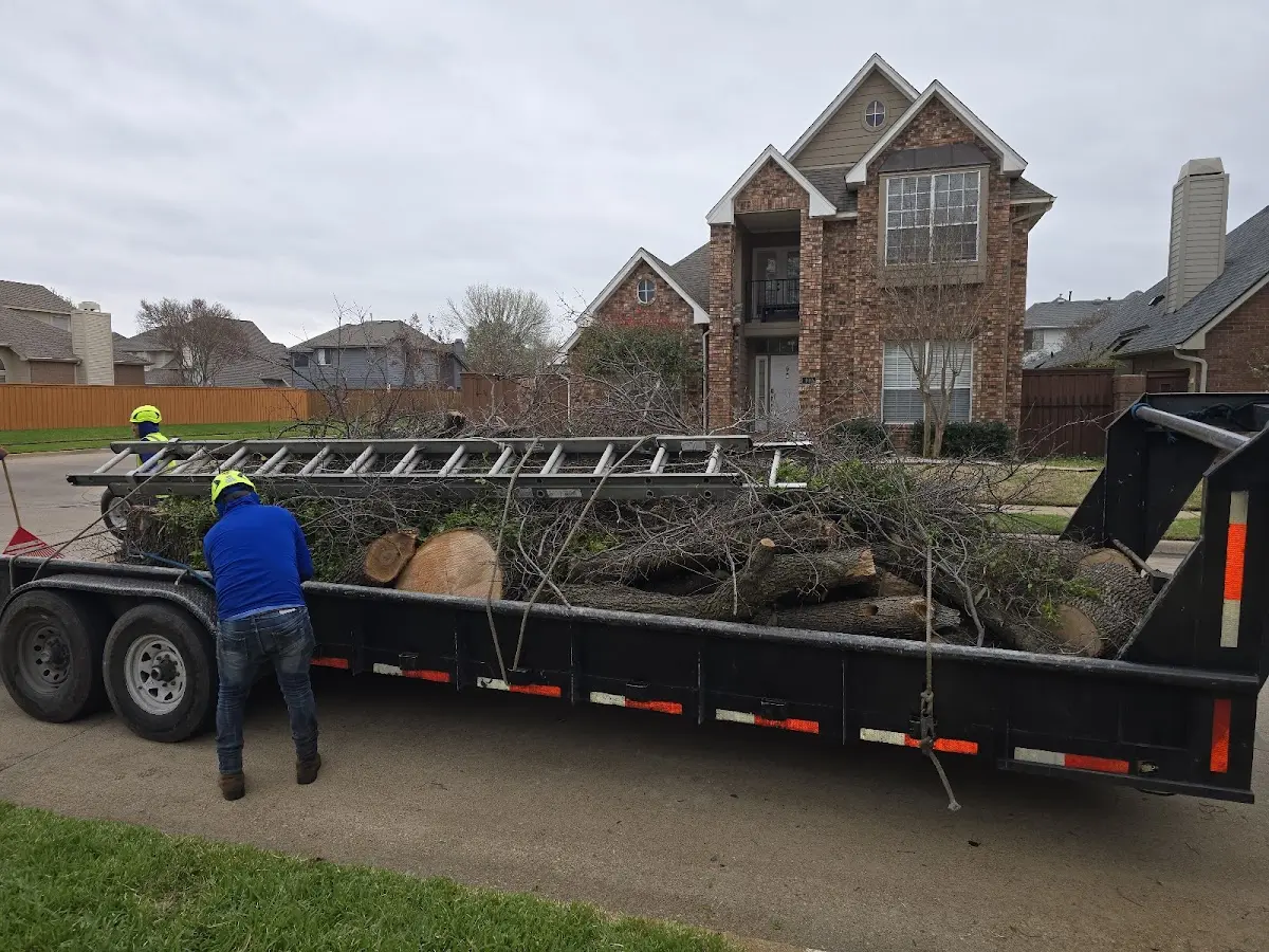 Expert Tree Removal with proper safety equipment in Crowley